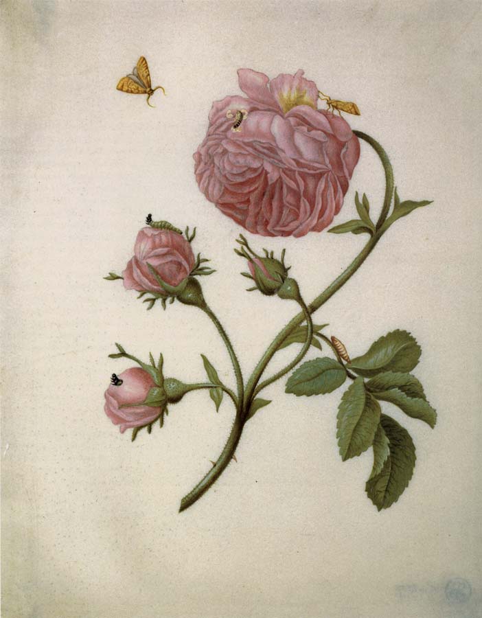 Maria Sibylla Merian Bush Rose with Leafminer Moth,Larva,and Pupa